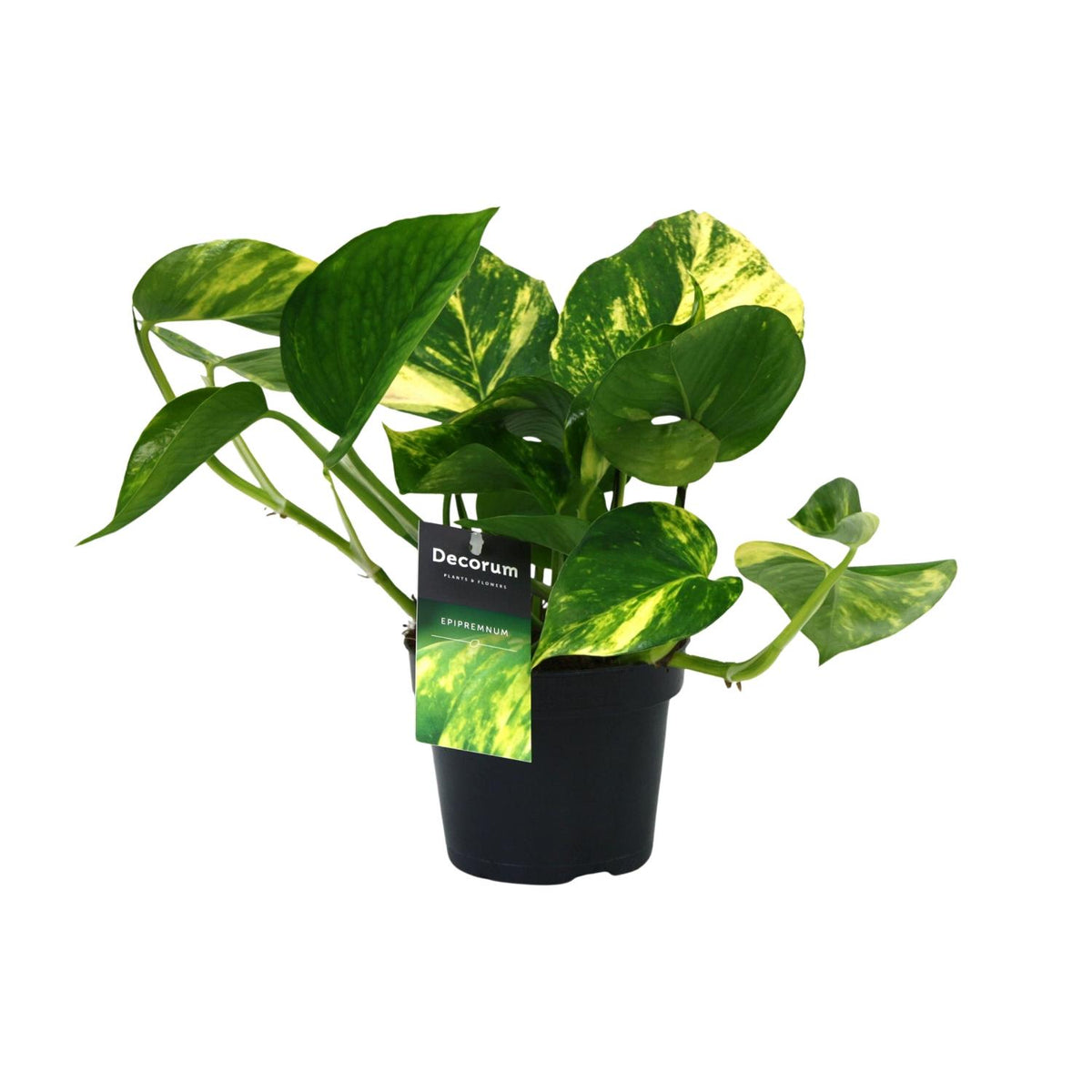 Epipremnum aureum (Scindapsus) - Ø12cm - ↕25cm
