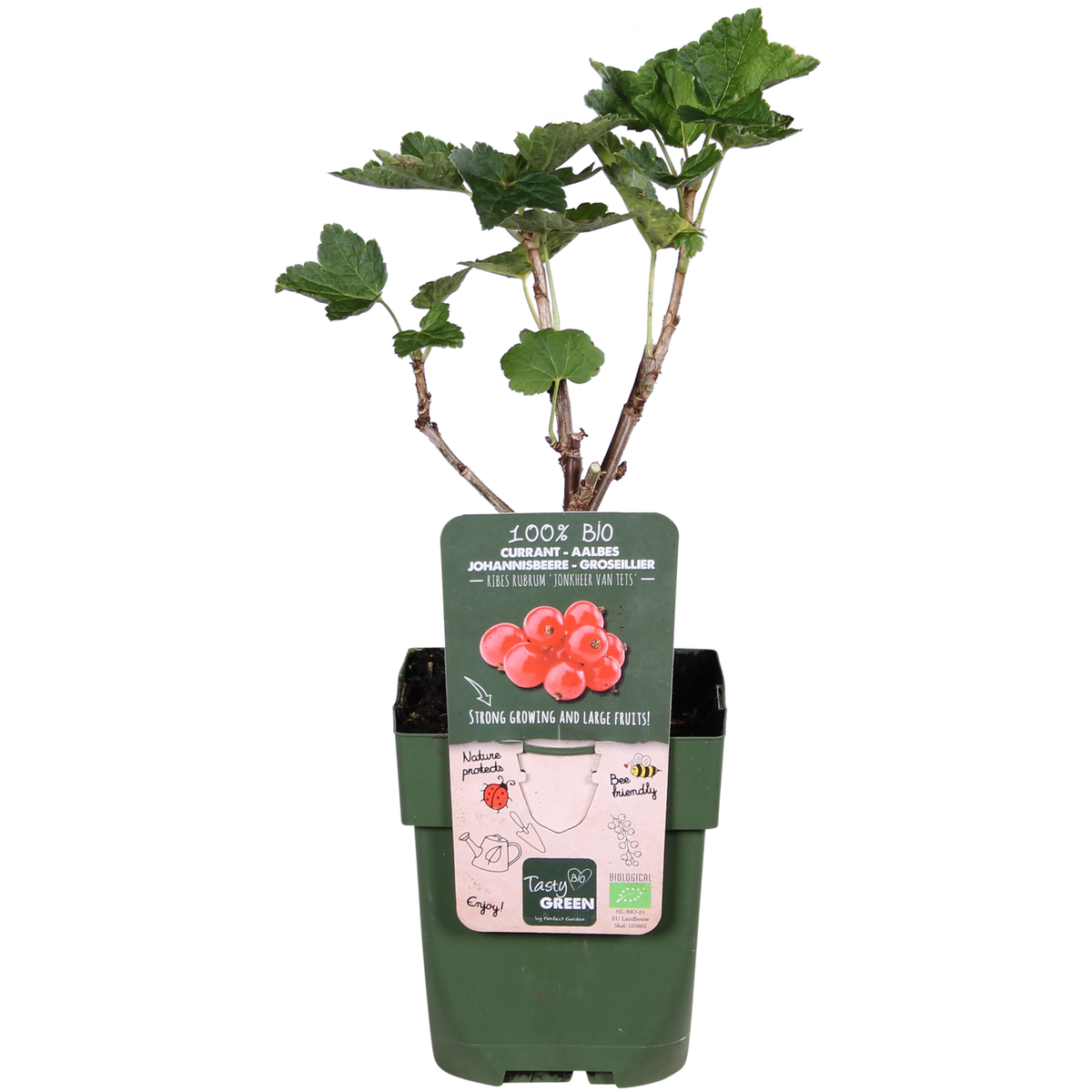 Ribes rubrum 'Jonkheer van Tets' (Ribes Rosso) - Ø13cm - ↕45cm
