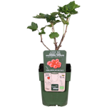 Load image into Gallery viewer, Ribes rubrum &#39;Jonkheer van Tets&#39; (Red Currant) - Ø13cm - ↕45cm
