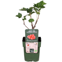Ribes rubrum 'Jonkheer van Tets' (Ribes Rosso) - Ø13cm - ↕45cm