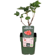 Ribes rubrum 'Jonkheer van Tets' (Red Currant) - Ø13cm - ↕45cm