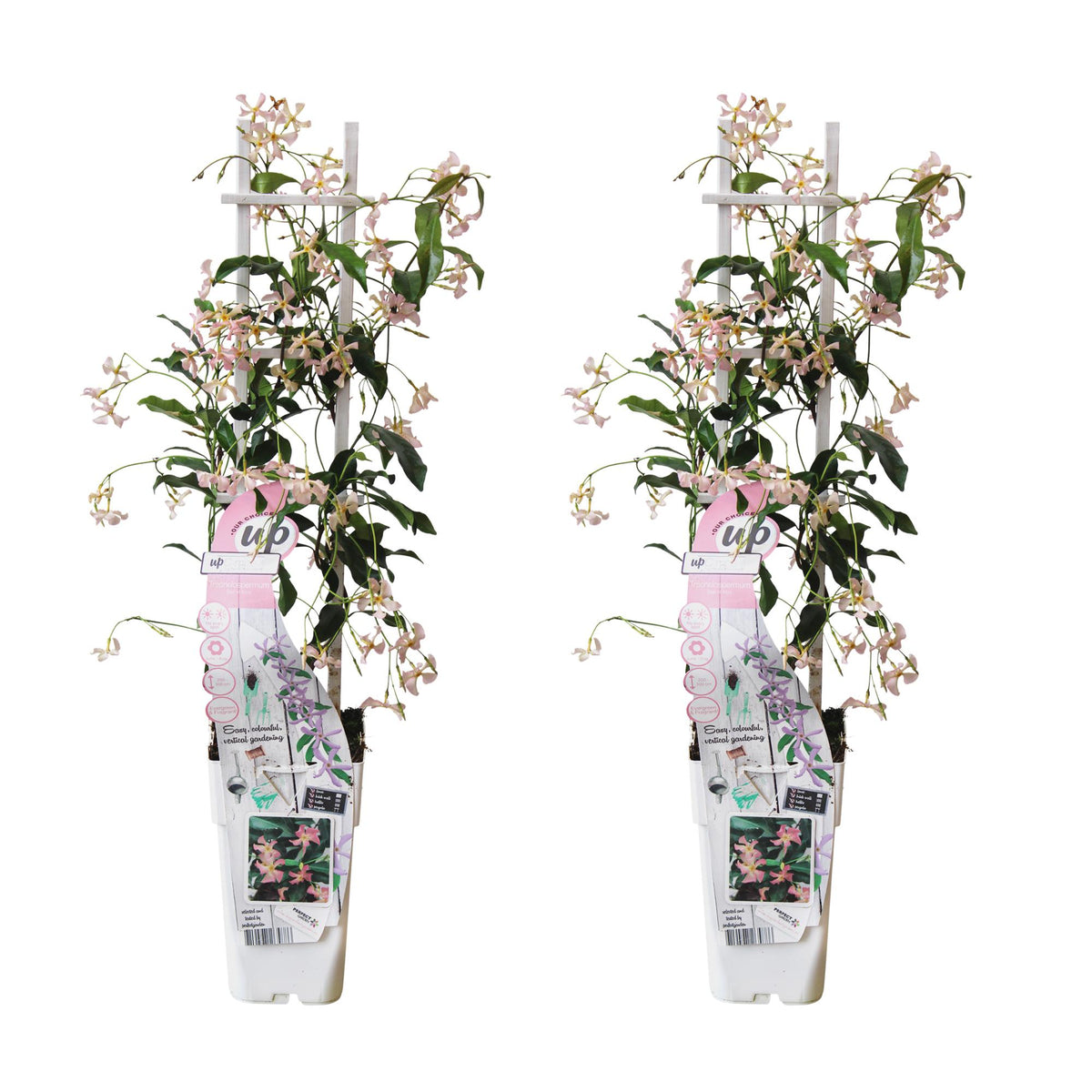 Trachelospermum 'Star of Ibiza' - 2 pezzi - ↨65cm - Ø15