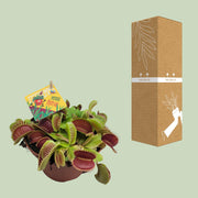 Dionaea muscipula - Ø12cm - ↕12cm