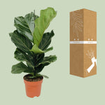 Load image into Gallery viewer, Ficus lyrata - Ø17cm - ↕70cm