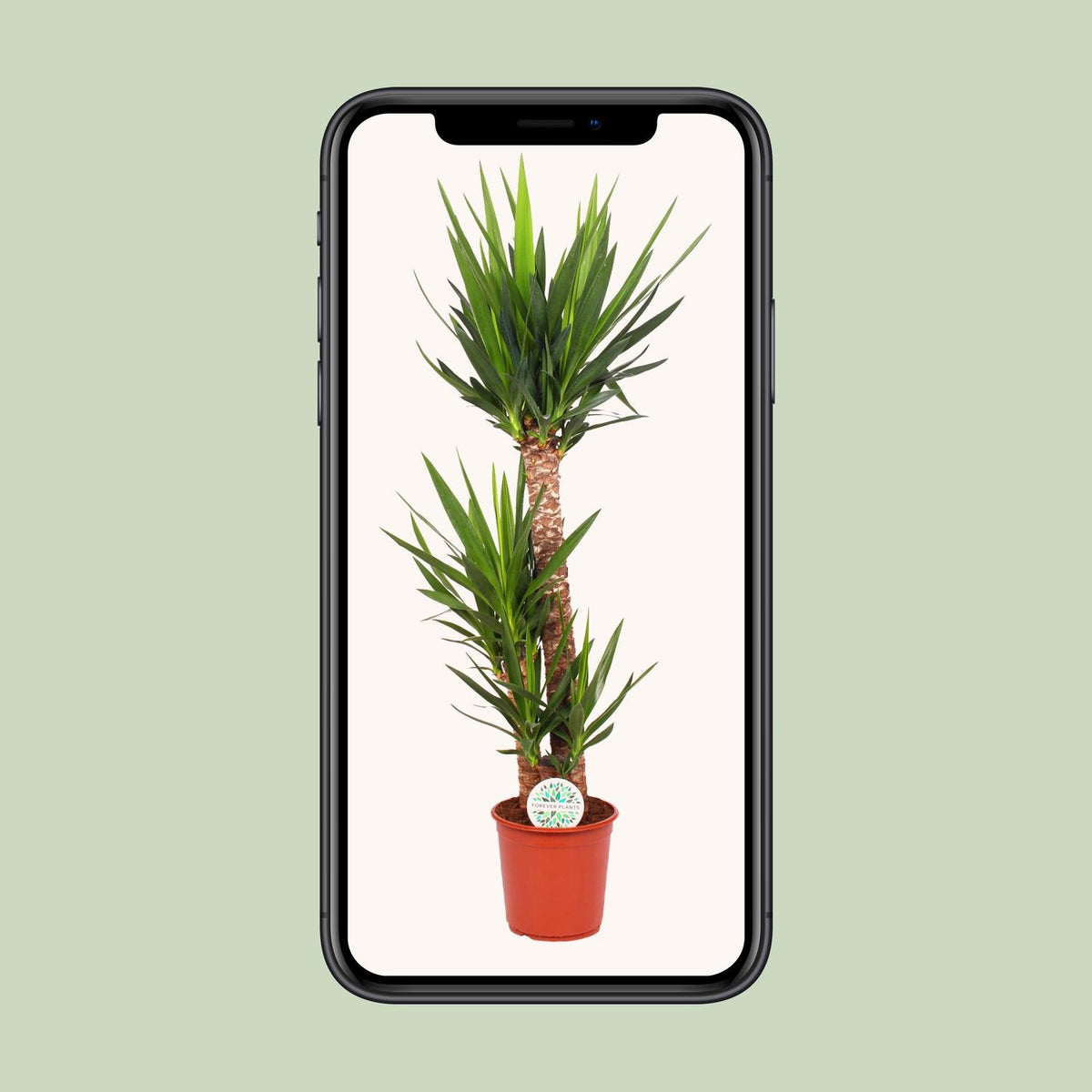 Yucca elephantipes - Ø24cm - ↕125cm