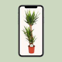 Yucca elephantipes - Ø24cm - ↕125cm