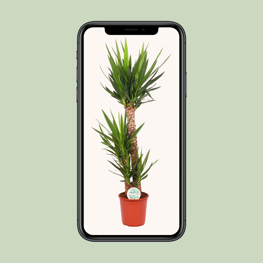 Yucca elephantipes - Ø24cm - ↕125cm