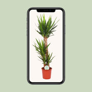 Yucca elephantipes - Ø24cm - ↕125cm