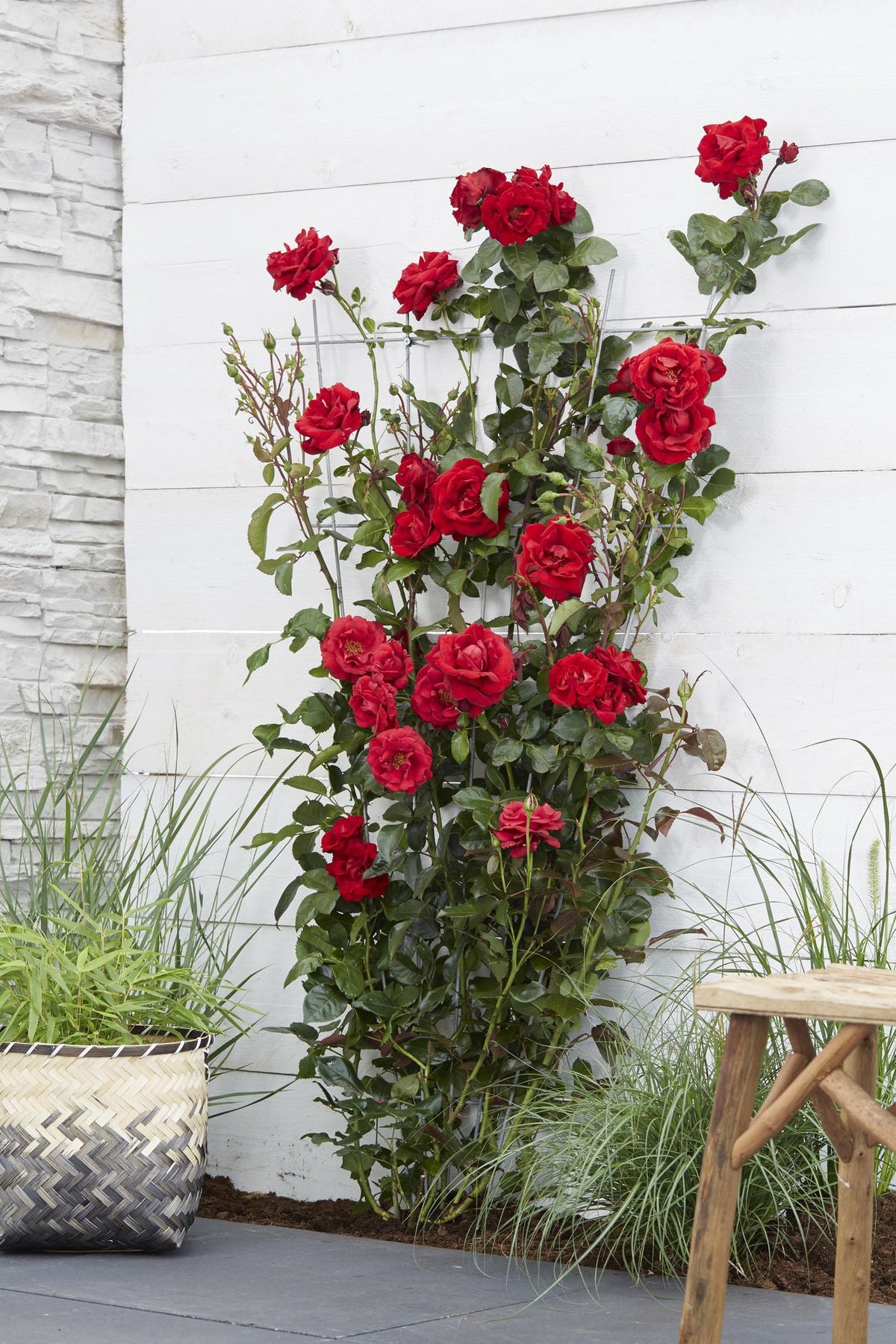 Rosa 'Crazy in love', Rosso - Ø15cm - ↕65cm