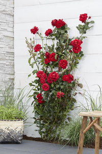 Rosa 'Crazy in love', Rosso - Ø15cm - ↕65cm