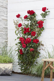 Rosa 'Crazy in love', Red - Ø15cm - ↕65cm