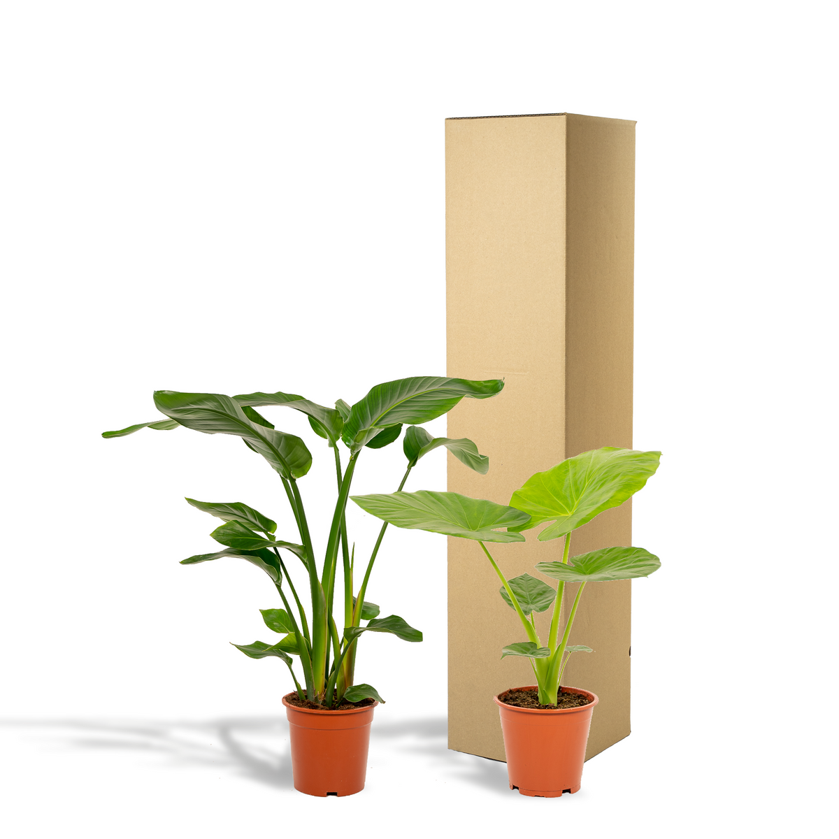 Duo Tropicale - Strelitzia Nicolai - Ø19cm - ↕85cm + Alocasia Macrorrhiza - Ø19cm - ↕70cm