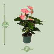 Anthurium andraeanum 'Sweet Dream' - Ø12cm - ↕35cm
