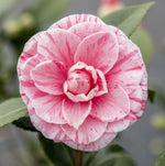 Load image into Gallery viewer, Camellia japonica &#39;Bonomiana&#39; - Ø19 - ↨65cm
