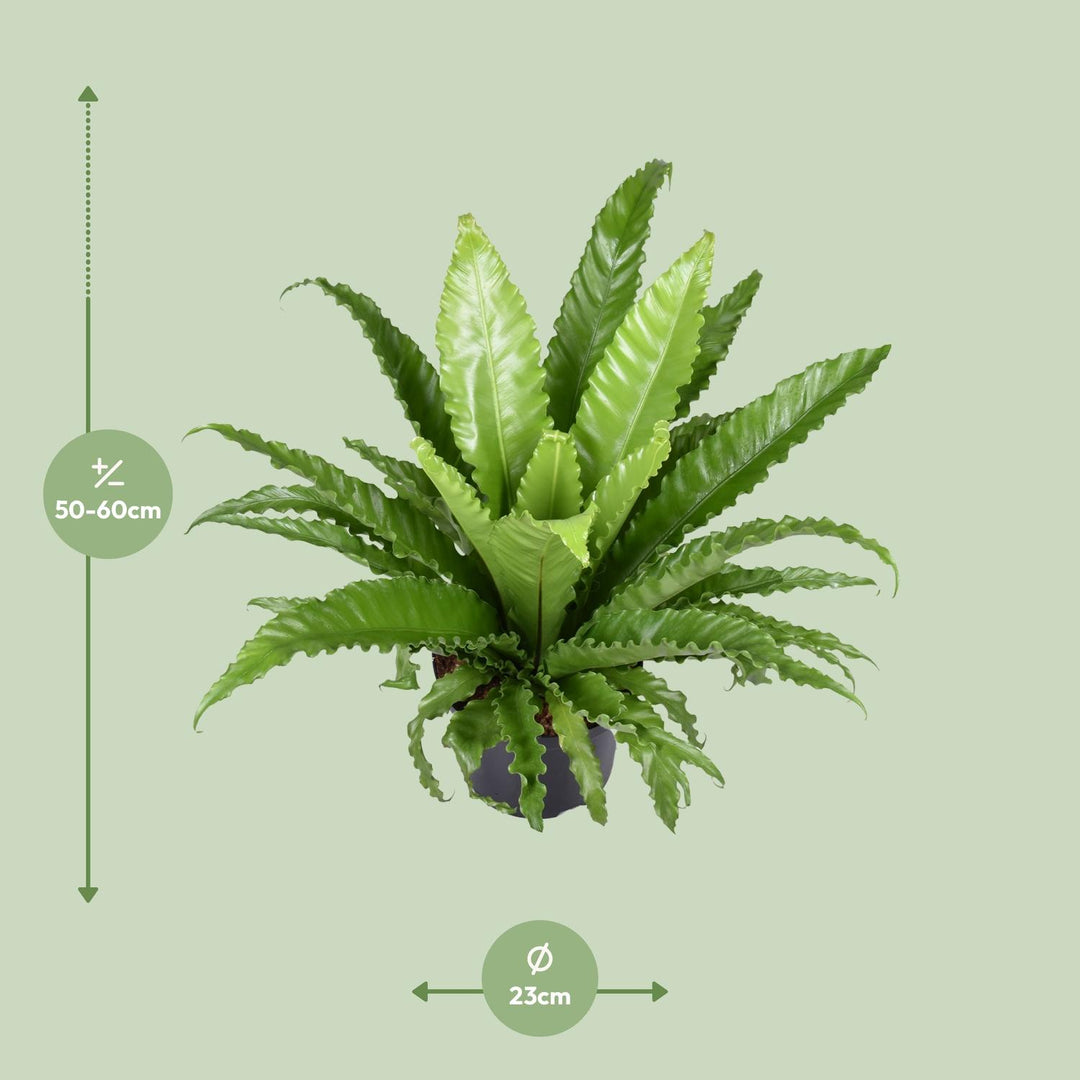 Asplenium antiquum 'Osaka' - Ø23cm - ↕60cm
