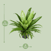 Asplenium antiquum 'Osaka' - Ø23cm - ↕60cm