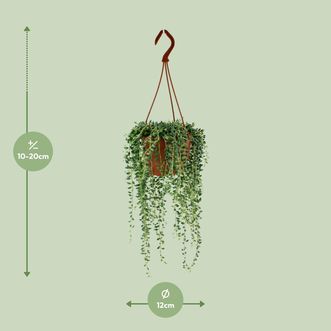 Senecio herreianus - Ø12cm - ↕20cm