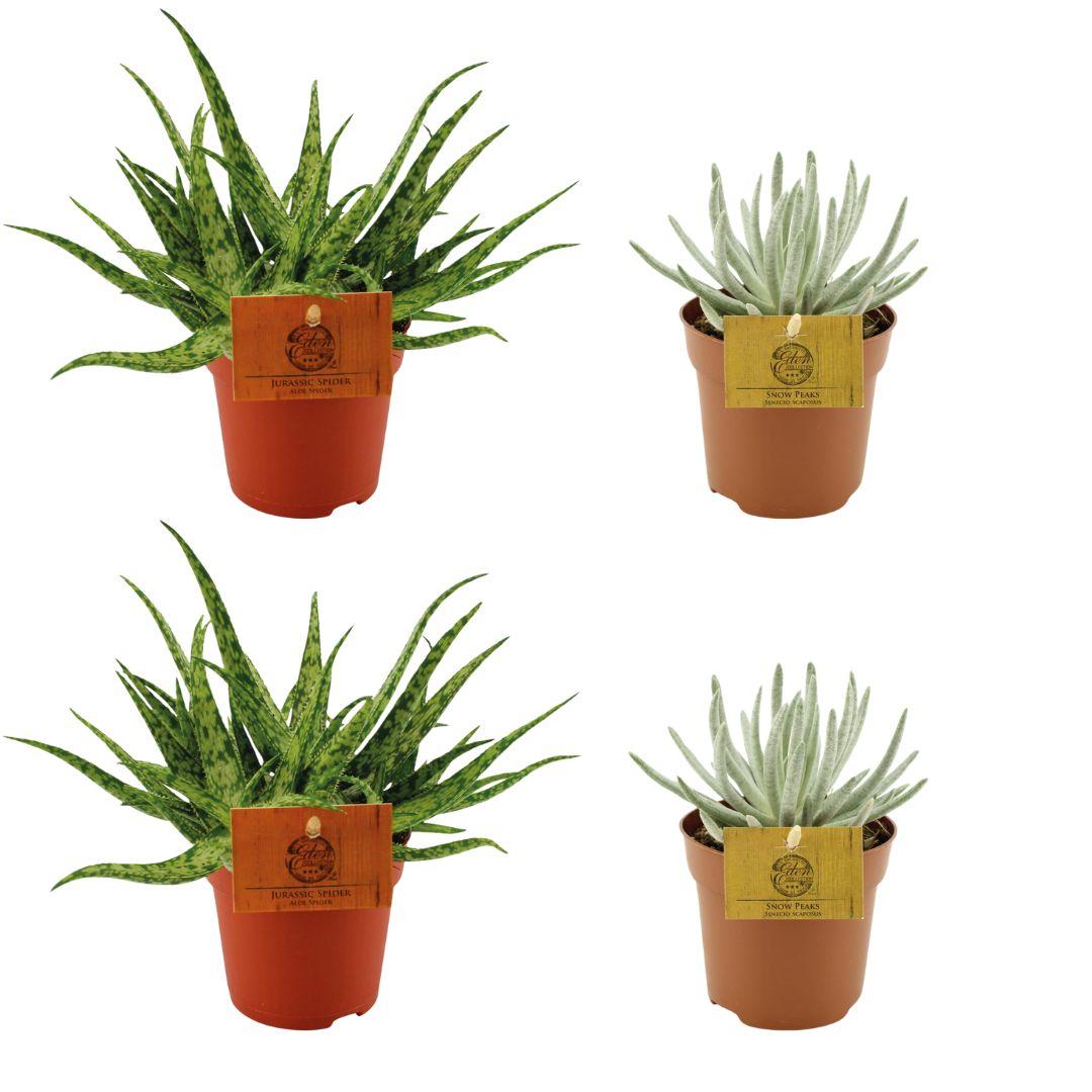 Set di 4 mini Succulente Mix - 2x Aloe Spider + 2x Senecio Scaposus - Ø10.5cm - ↕10cm