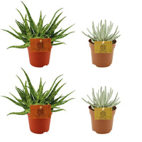 Set di 4 mini Succulente Mix - 2x Aloe Spider + 2x Senecio Scaposus - Ø10.5cm - ↕10cm