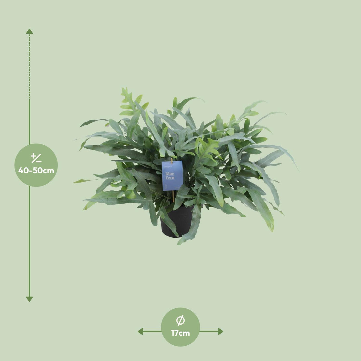 Phlebodium aureum 'Blue Star' - Ø17cm - ↕50cm