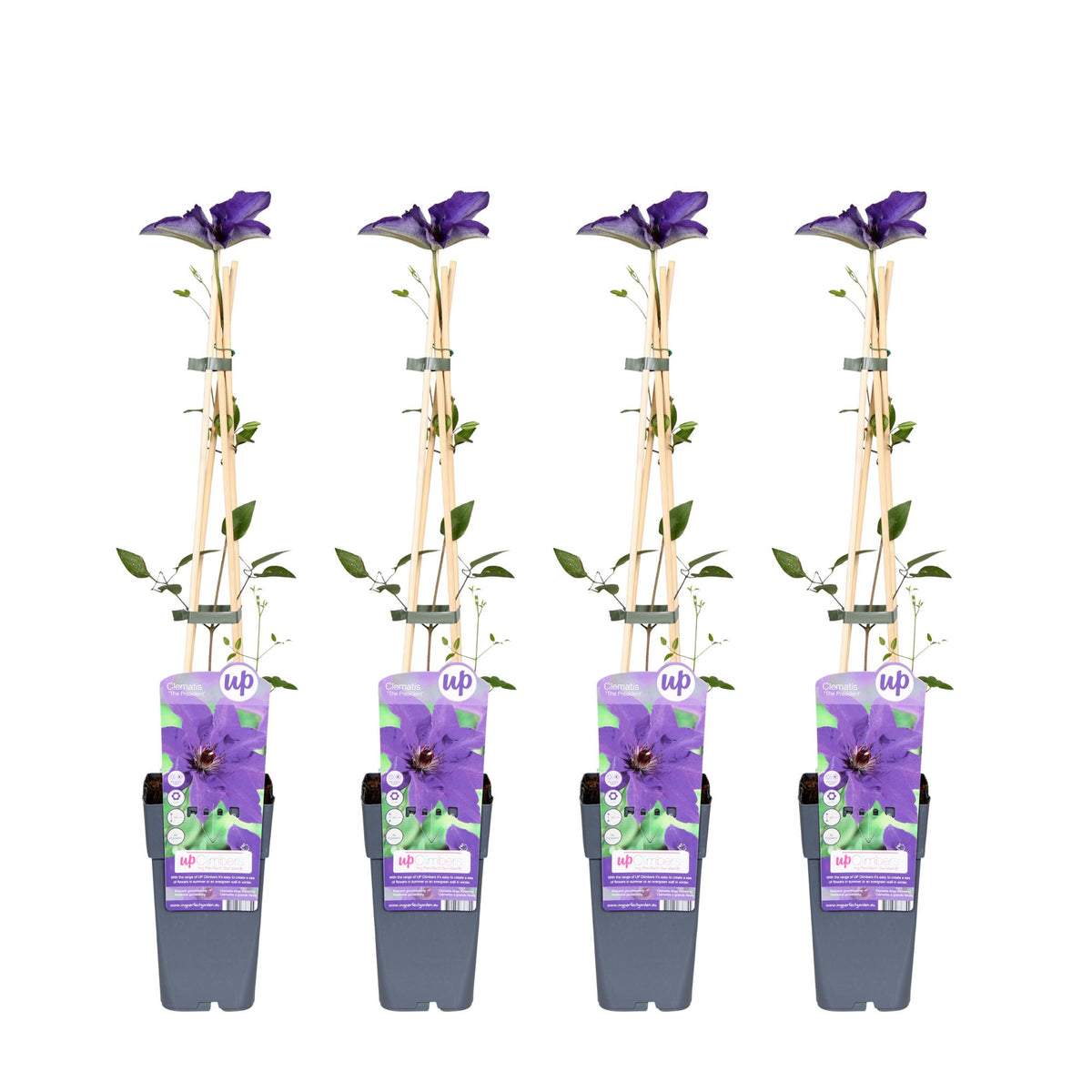 Clematis 'The President' - 4 piante - ↨65cm - Ø15