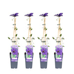 Load image into Gallery viewer, Clematis The President - 4 plants - ↨65cm - Ø15
