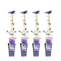 Clematis 'The President' - 4 piante - ↨65cm - Ø15