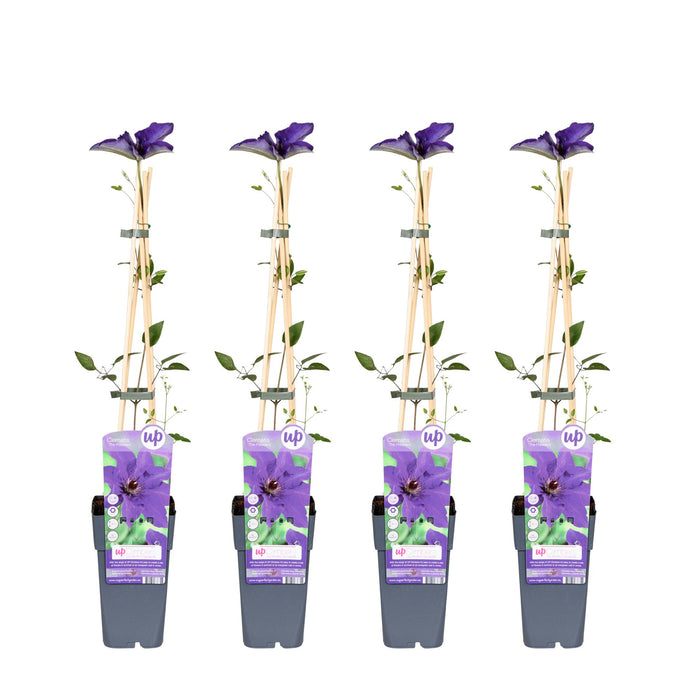 Clematis The President - 4 plants - ↨65cm - Ø15