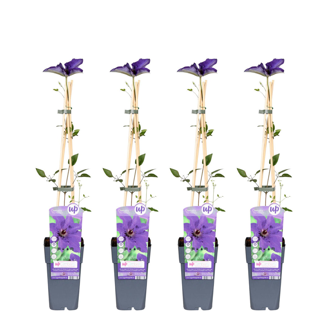Clematis The President - 4 plants - ↨65cm - Ø15