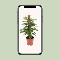 Monstera adansonii - Ø17cm - ↕60cm