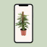 Monstera adansonii - Ø17cm - ↕60cm