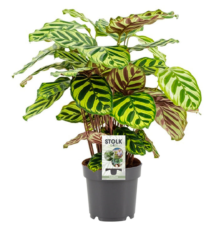 Calathea makoyana - Ø14cm - ↕45cm