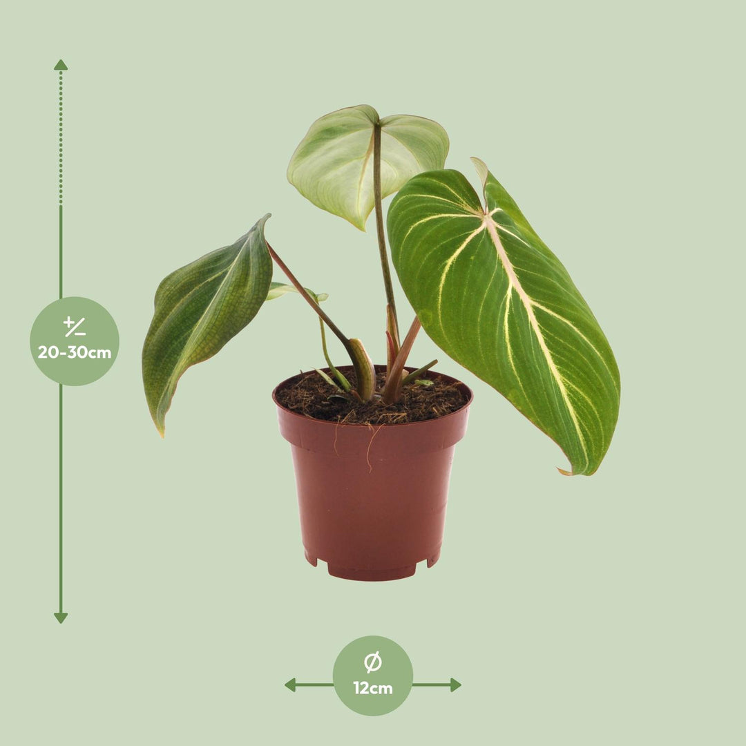 Philodendron selloum 'Atom' - Ø12cm - ↕25cm