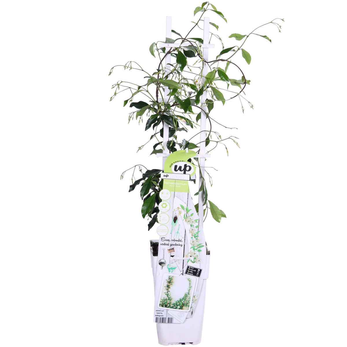 Trachelospermum 'Stella di Venezia' - Ø15cm - ↕65cm