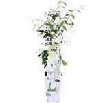 Load image into Gallery viewer, Trachelospermum &#39;Star of Venice&#39; - Ø15cm - ↕65cm
