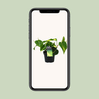 Philondendron scandens 'Brasil' - Ø12cm - ↕20cm
