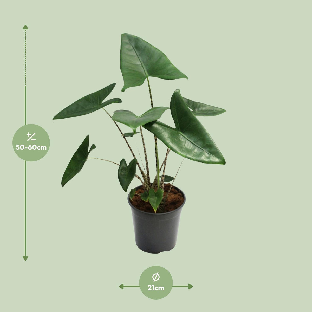 Alocasia zebrina - Ø21cm - ↕60cm