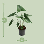 Load image into Gallery viewer, Alocasia zebrina - Ø21cm - ↕60cm