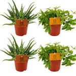 Load image into Gallery viewer, Set of 4 Plants - 2x Aloe 'Spider' + 2x Peperomia angulata 'Rocca Vivace' - Ø10.5cm - ↕10cm