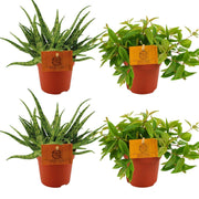 Set of 4 Plants - 2x Aloe 'Spider' + 2x Peperomia angulata 'Rocca Vivace' - Ø10.5cm - ↕10cm