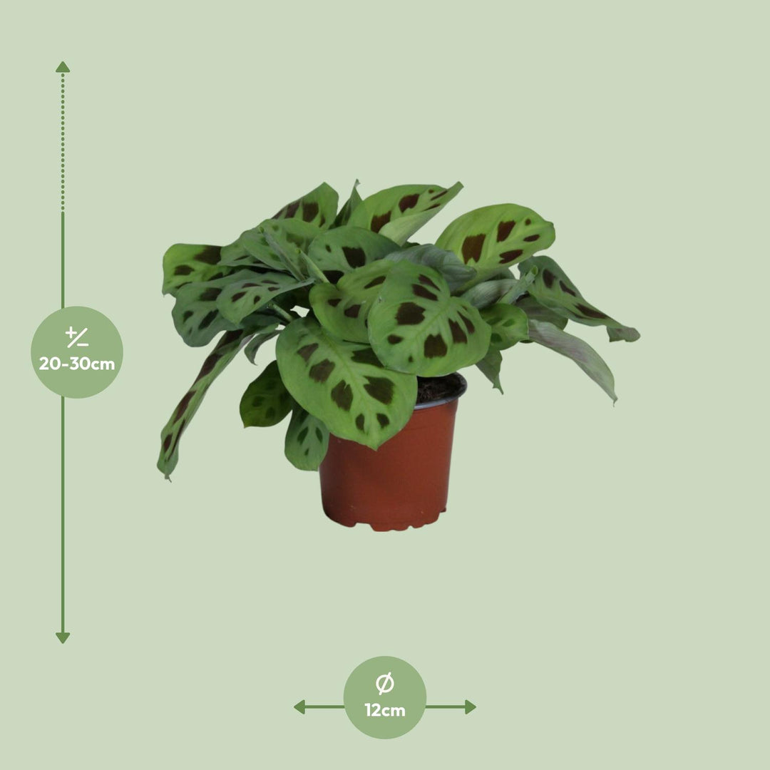Maranta leuconeura 'Kerchoveana' - Ø12cm - ↕30cm