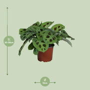 Maranta leuconeura 'Kerchoveana' - Ø12cm - ↕30cm