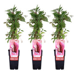 Load image into Gallery viewer, Parthenocissus q. var. &#39;Engelmannii&#39; - 3 plants - Ø15 - ↨65cm
