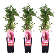 Parthenocissus q. var. 'Engelmannii' - 3 plants - Ø15 - ↨65cm