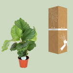 Load image into Gallery viewer, Calathea orbifolia - Ø17cm - ↕50cm