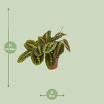 Load image into Gallery viewer, Maranta leuconeura 'Fascinator' (Arrowroot) - Ø12cm - ↕20cm