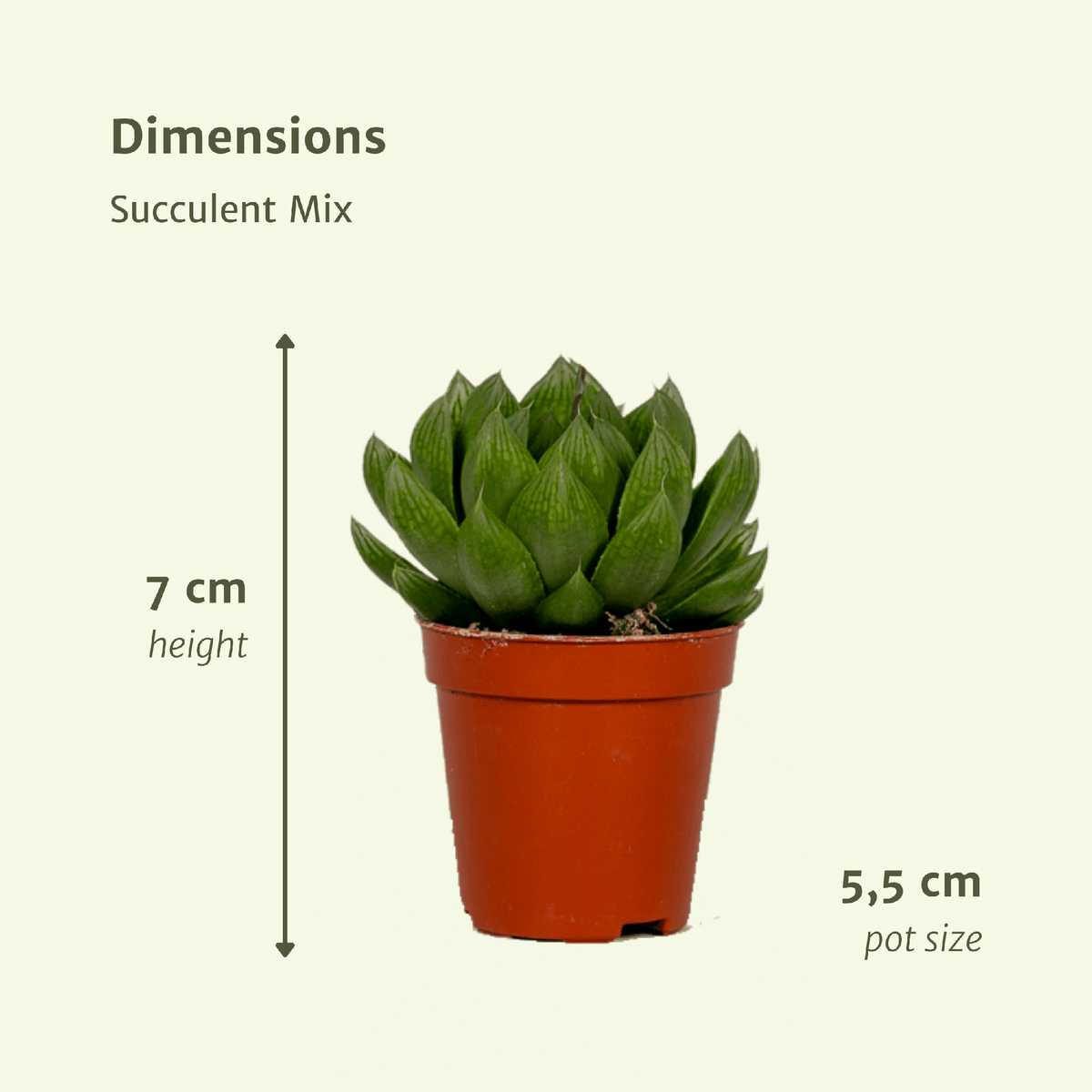 Succulent Mix - 20 plants - Ø5,5cm - ↕7cm