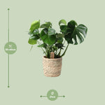 Load image into Gallery viewer, Monstera In Basket Palmleaf - Ø21cm - ↕60cm