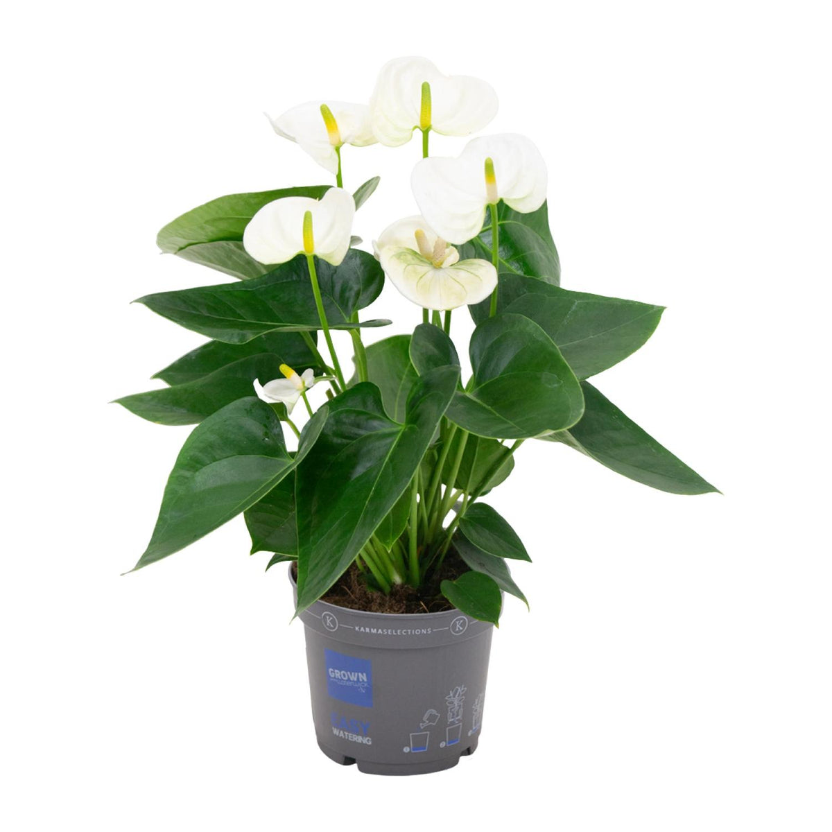 Anthurium andraeanum Bianco - Ø12cm - ↕45cm