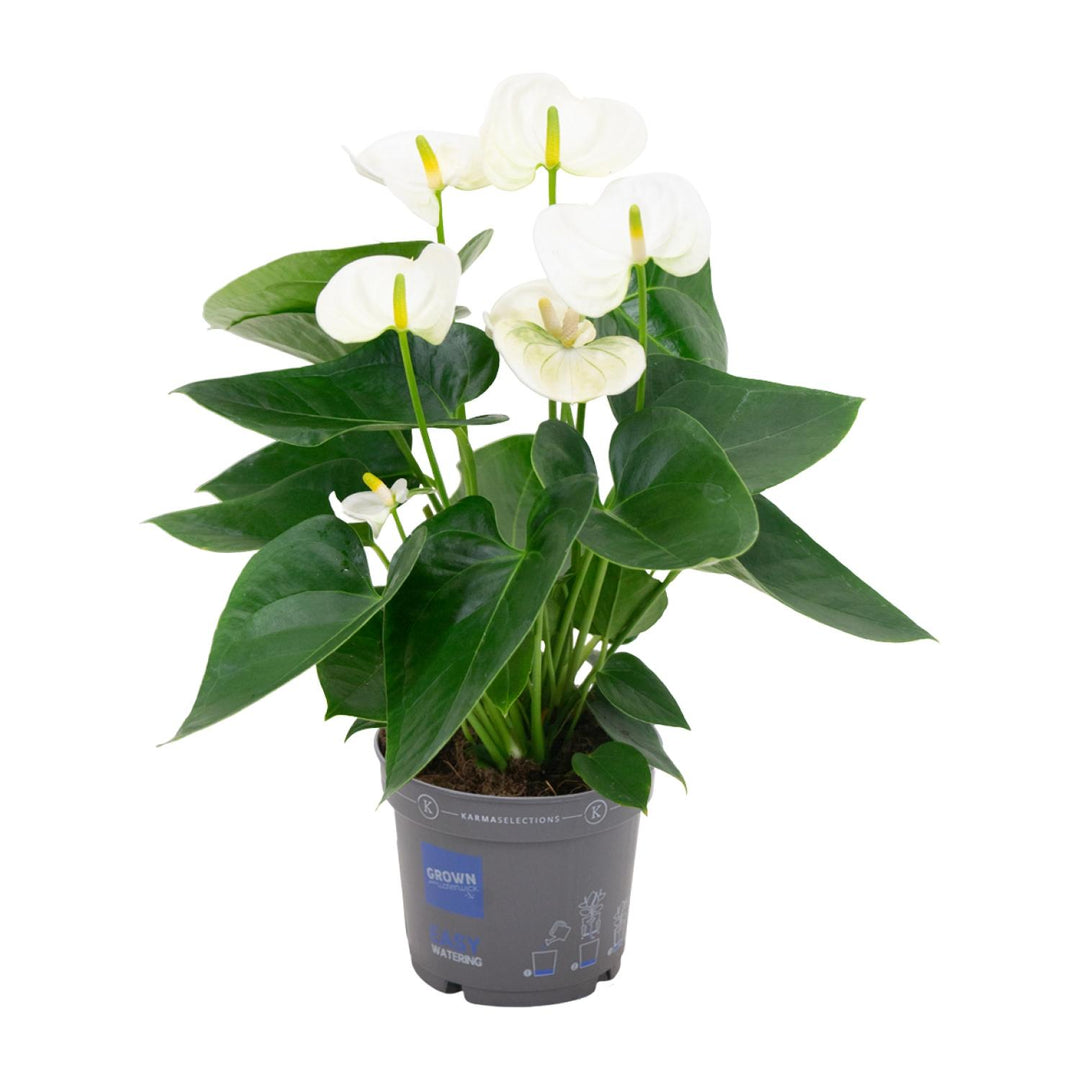 Anthurium andraeanum White - Ø12cm - ↕45cm